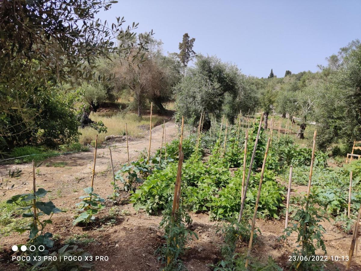 Corfu Oasis Studio Neochorakion Luaran gambar